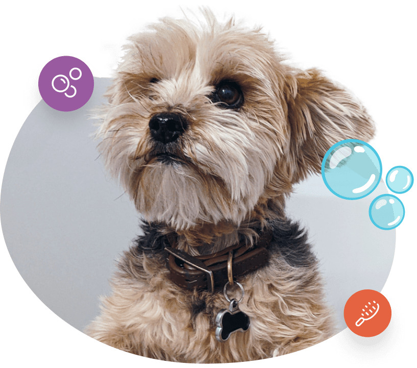 Best Dog Spa near Me: Top-Rated Pampering Spots Revealed