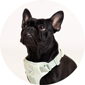 Wag! Specialist